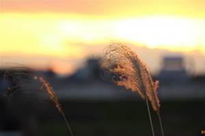 夕日を受けるススキ