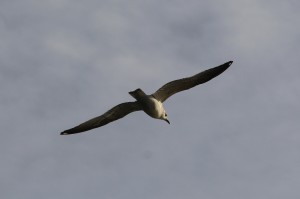 海鳥（種類はなんですかね？） f/10 1/1000 ISO-100 250mm（トリミング）