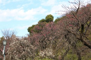 まだ満開ではなかったです。