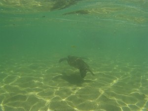 ラグーン内にはカメが2匹ほど住み着いているようです