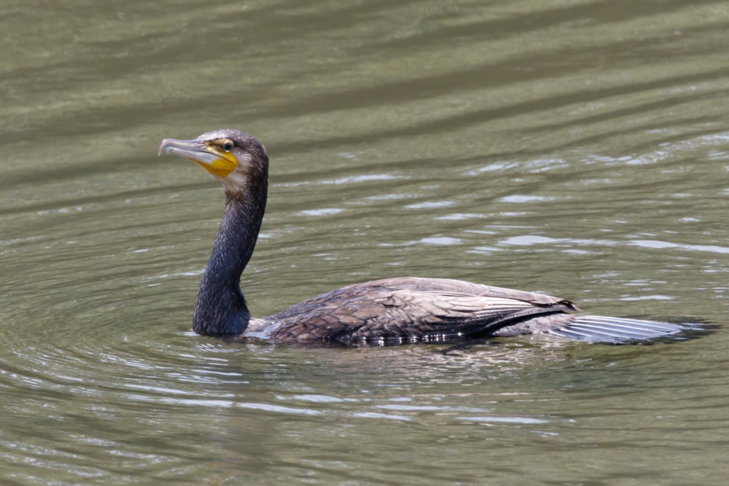 カワウf/9 1/1000sec ISO-1600