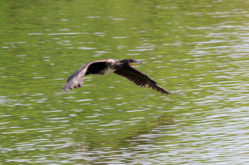 カワウf/9 1/250sec ISO-250