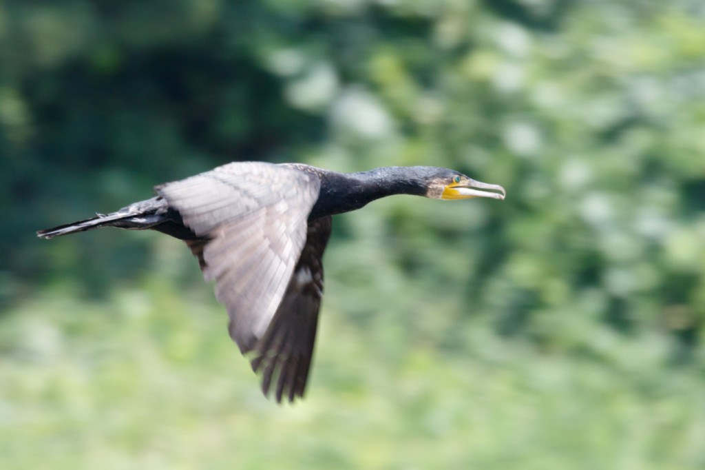 カワウf/9 1/500sec ISO-1000