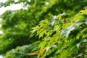 秋には紅葉がきれいそう