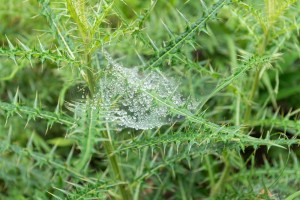 蜘蛛の巣についた雨粒がきれい