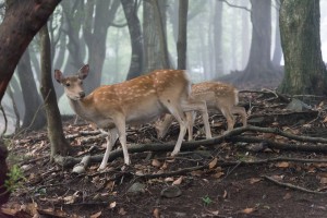 下山途中で鹿に遭遇