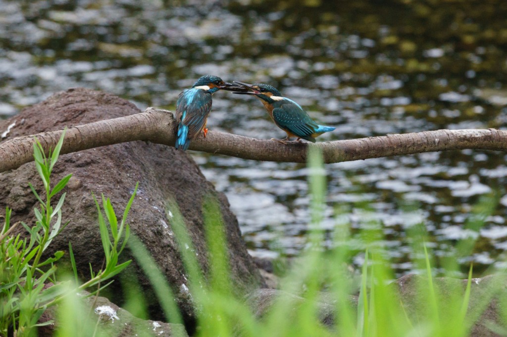 カワセミ。親鳥が餌をあげているようです