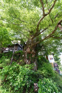 推定樹齢千年の神代欅